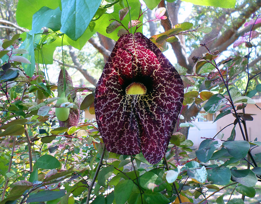 Dutchmans Pipe Vine Photograph by Ginny Schmidt