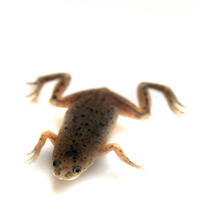 Dwarf african clawed sales frog