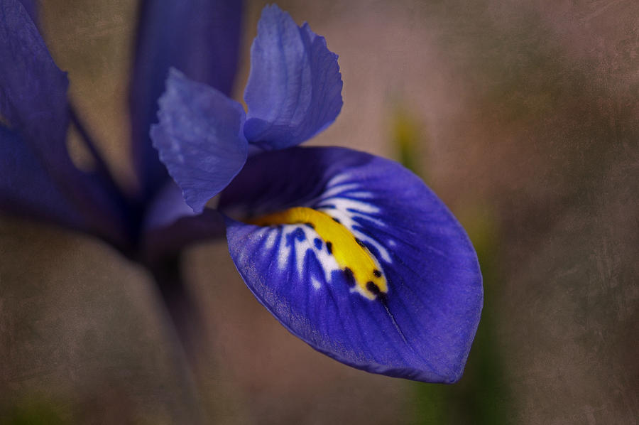 Dwarf Blue Harmony Iris Photograph by Liz Mackney