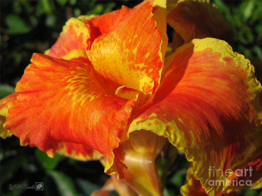 Dwarf Canna Lily named Cleopatra Photograph by J McCombie