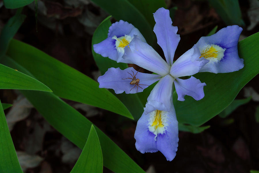Dwarf Crested Iris With Spider Photograph by Daniel Reed