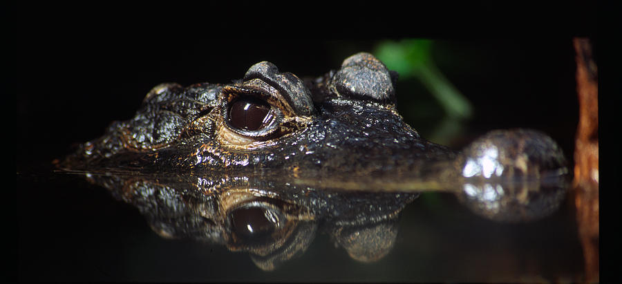 Dwarf Crocodile Photograph by Tracy Smith Dwarf Crocodile Photograph by Tracy Smith
