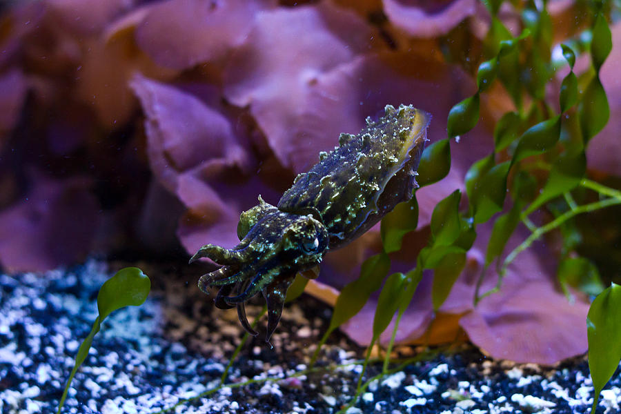 Dwarf cuttlefish Photograph by Eti Reid