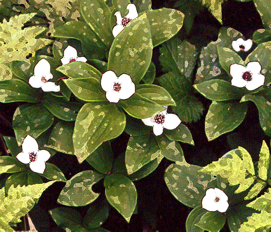 Dwarf dogwood by Robert Ashbaugh - Fine Art America