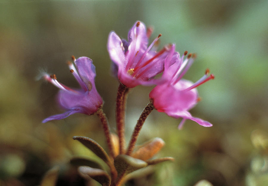 Flower Photograph - Dwarf Fireweed Flowers by Simon Fraser/science Photo Library