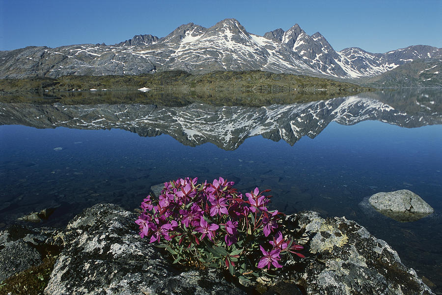 Dwarf Fireweed With Mountains Greenland Photograph by Grant  Dixon