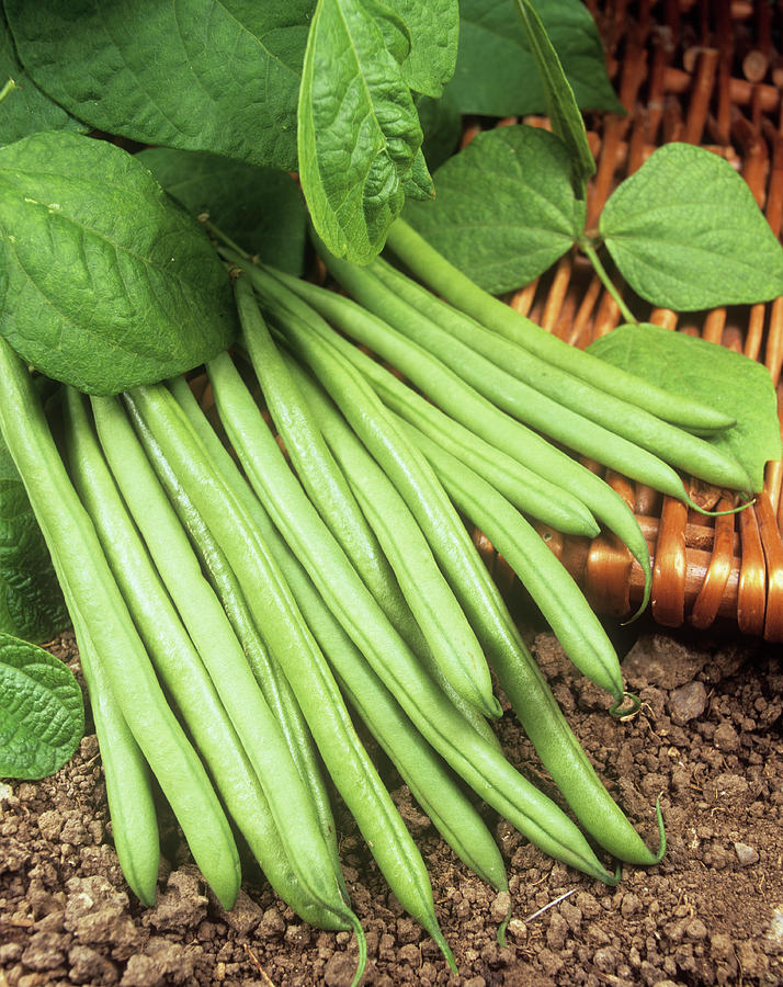 Dwarf French Beans Photograph by Ray Lacey/science Photo Library Pixels