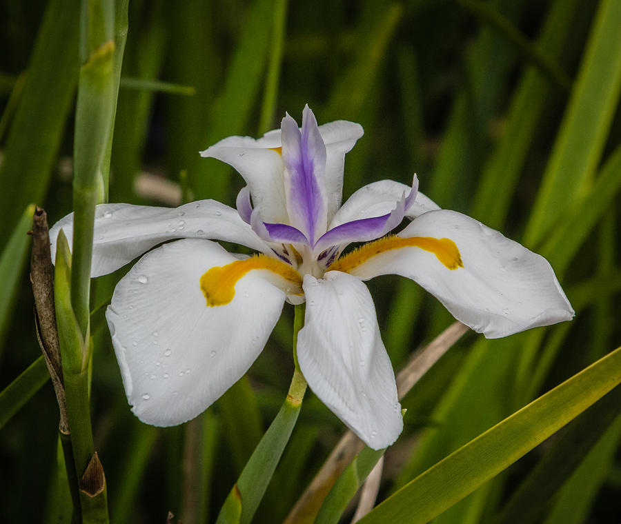 Dwarf Iris Photograph by Jane Luxton