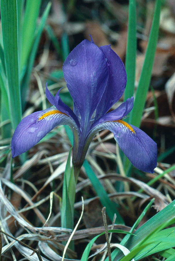 Dwarf Iris Photograph by Jeffrey Lepore