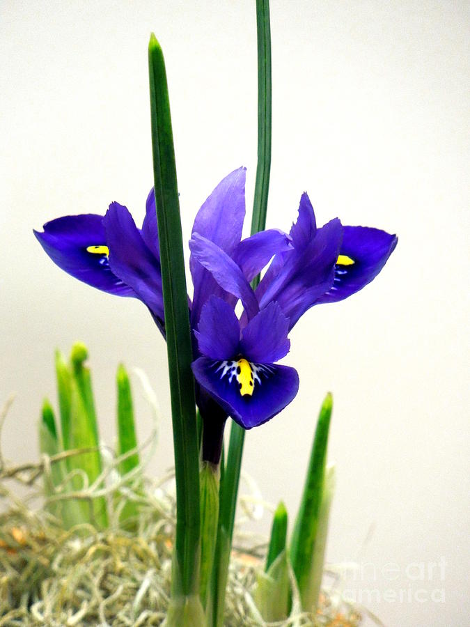 Dwarf Iris Reticulata Photograph by Renee Trenholm