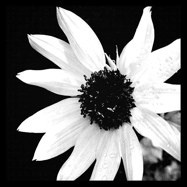 Sunflower Photograph - Dwarf Italian White Sunflower In B&w by Artondra Hall