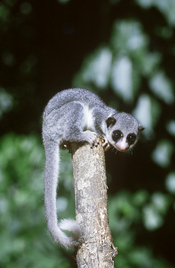 Dwarf Lemur Cheirogaleus Sp Photograph By Howard Uible Fine Art America 