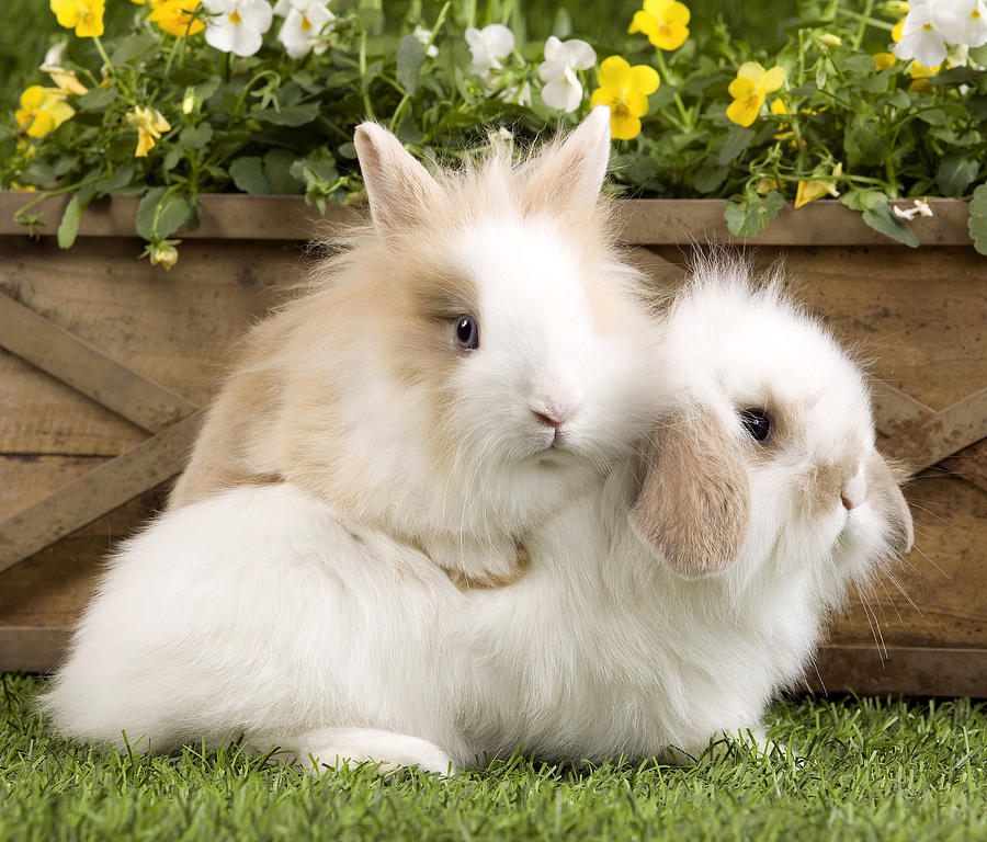 Dwarf Lop Rabbit & Dwarf Rabbit Photograph by Jean-Michel Labat - Fine ...