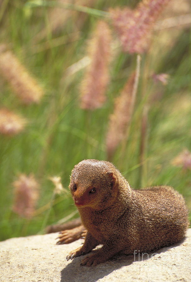 Dwarf Mongoose Photograph by Art Wolfe