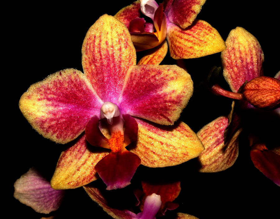 Dwarf Orchid Photograph by Robert Morin