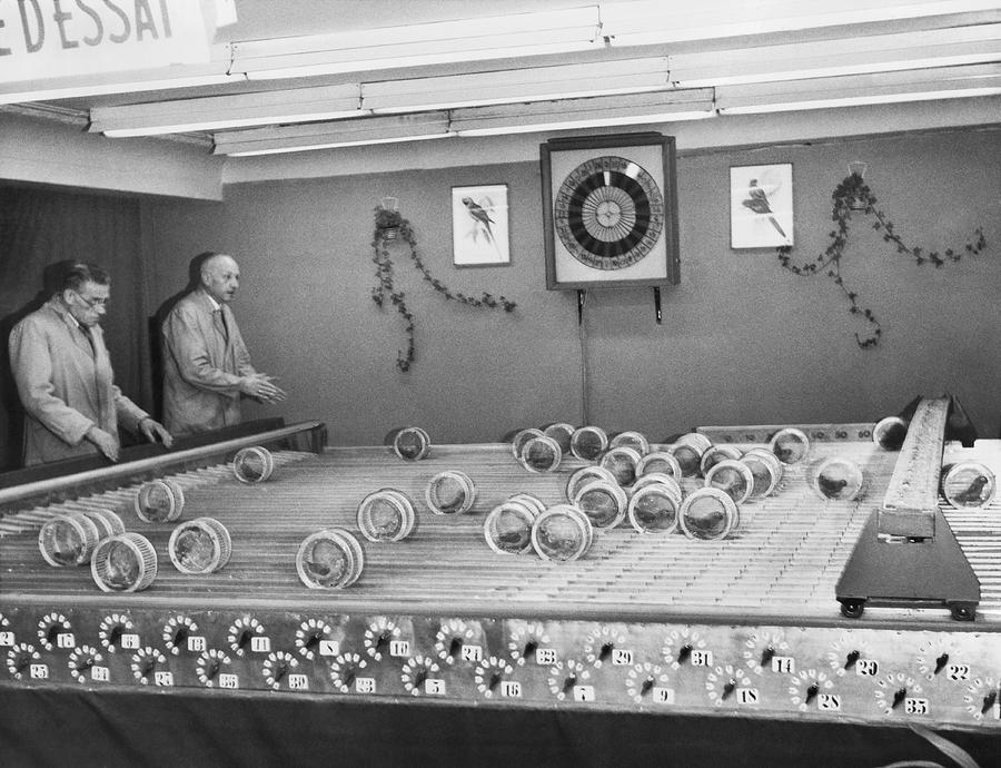 Dwarf Parrot Gambling Races Photograph by Underwood Archives