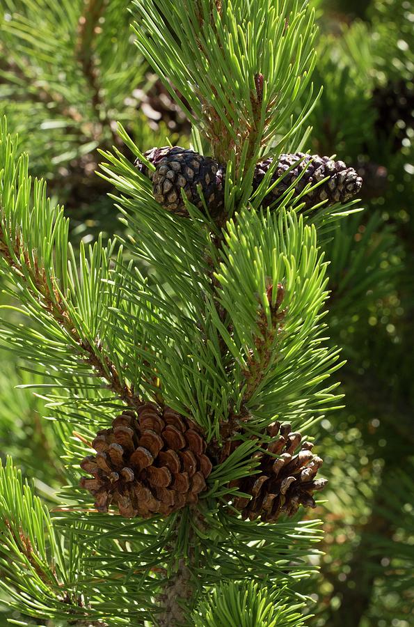 Dwarf Pine (pinus Mugo) Photograph by Bob Gibbons - Fine Art America