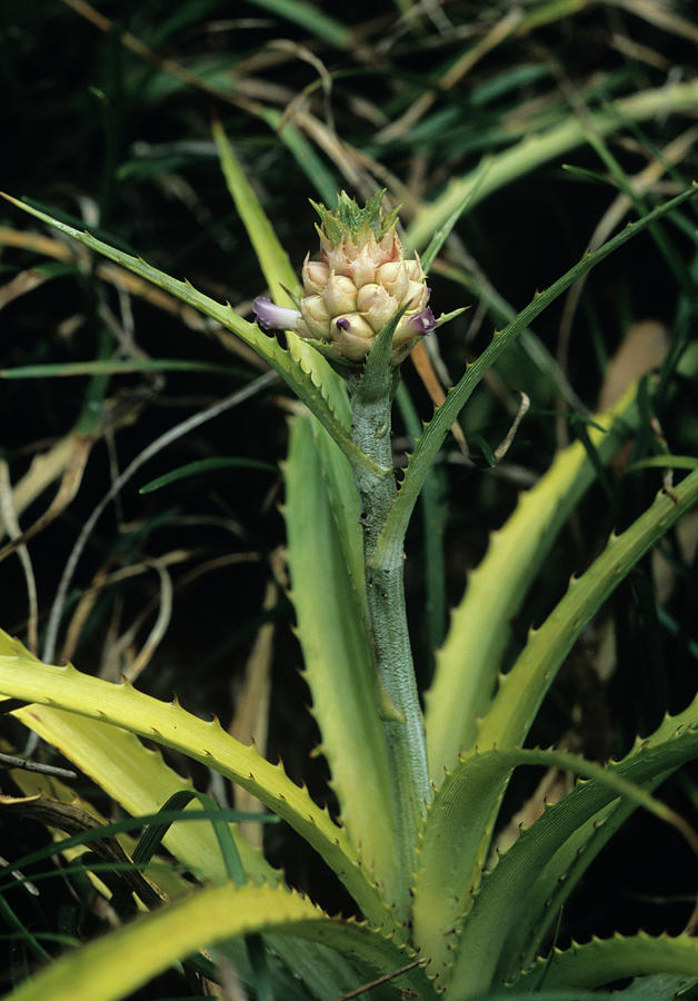 Dwarf Pineapple Plant (ananas Nanus) Photograph by Bob