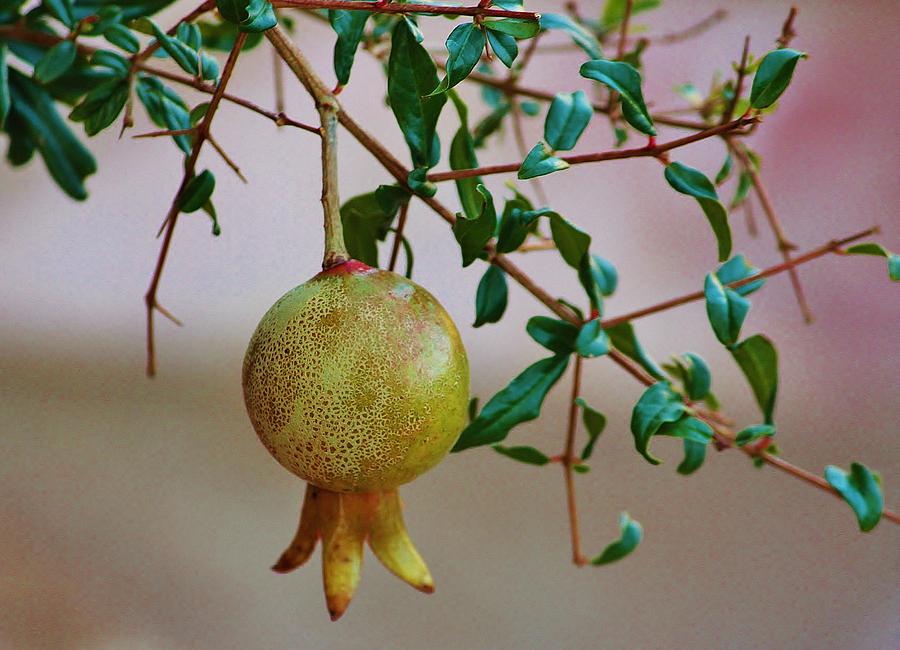 Dwarf Pomegranate Photograph by Marcia Breznay