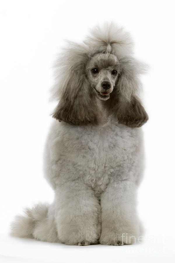 Dwarf Poodle Photograph by Jean-Michel Labat