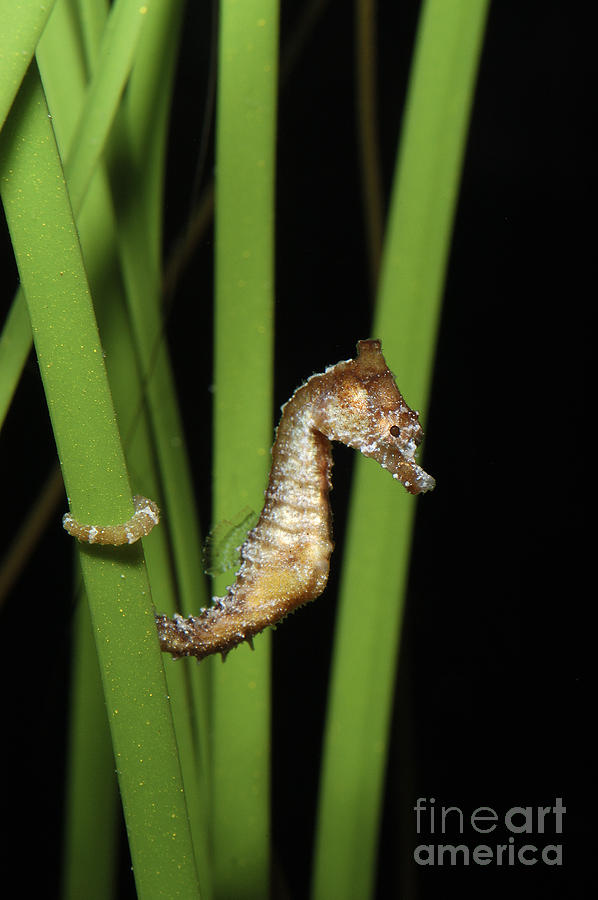 Dwarf Seahorse Photograph by Gregory G. Dimijian