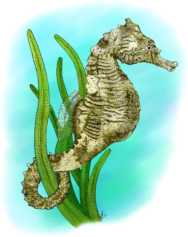 Dwarf Seahorse Photograph by Roger Hall