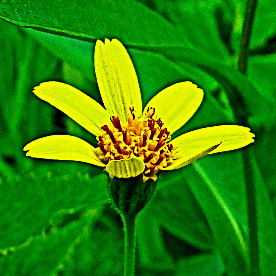 Dwarf Sunflower on Highline Trail in Glacier National Park-Montana  Photograph by Ruth Hager