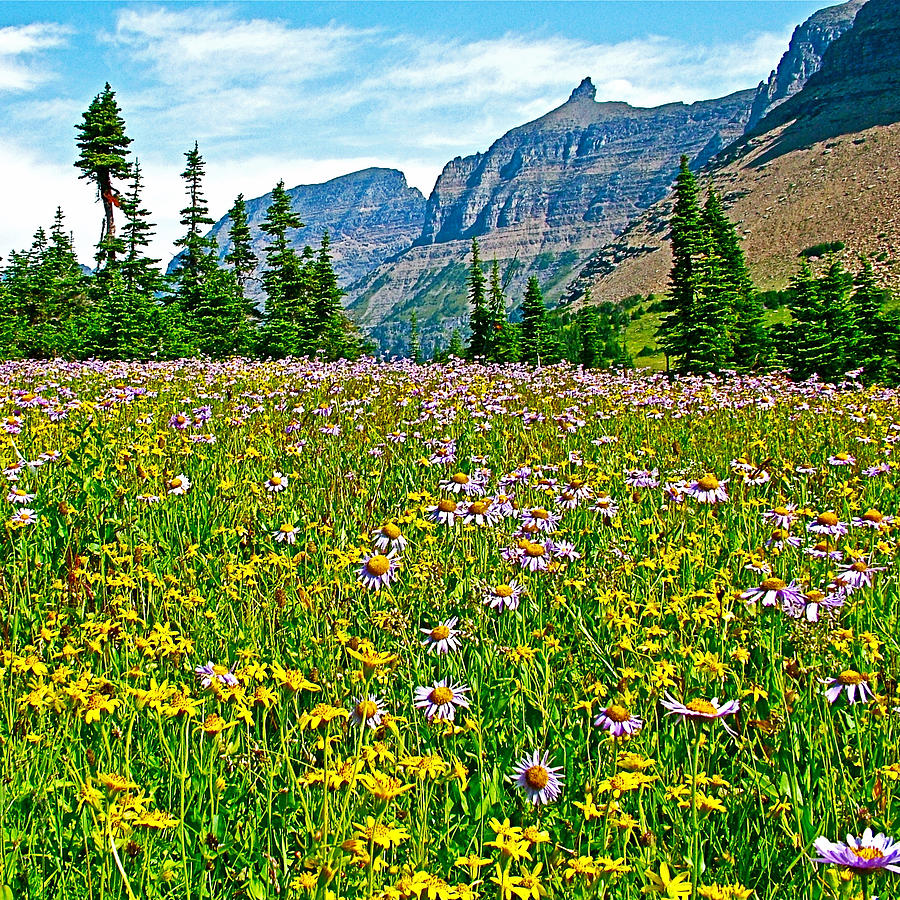 Dwarf Sunflowers and Engelmann Asters in Logan Pass Meadow in Glacier National Park-Montana Photograph by Ruth Hager