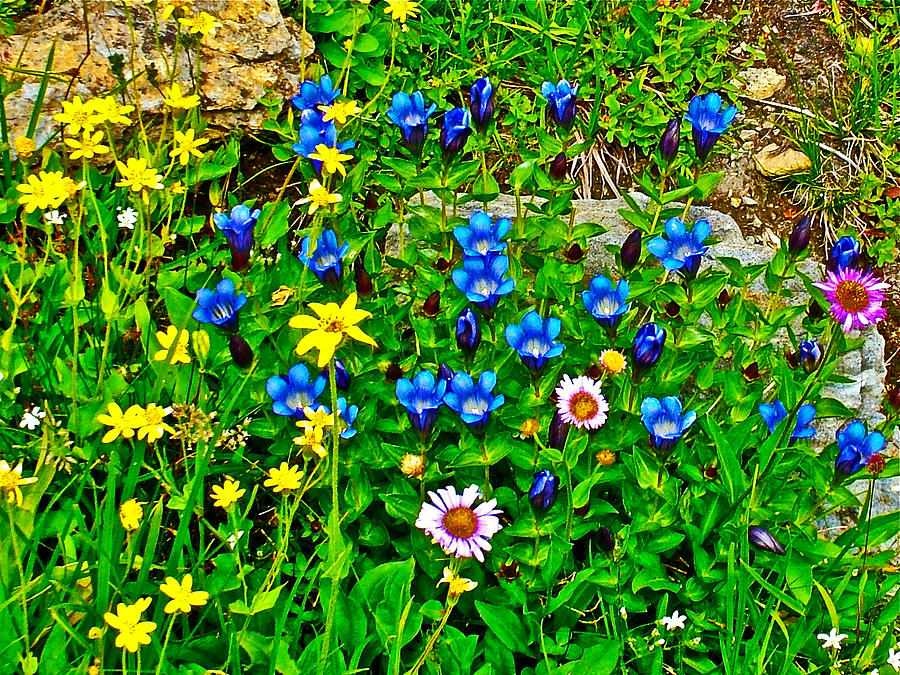 Dwarf Sunflowers,Mountain Gentian, Asters in Logan Pass Meadow, Glacier National Park, Montana Photograph by Ruth Hager