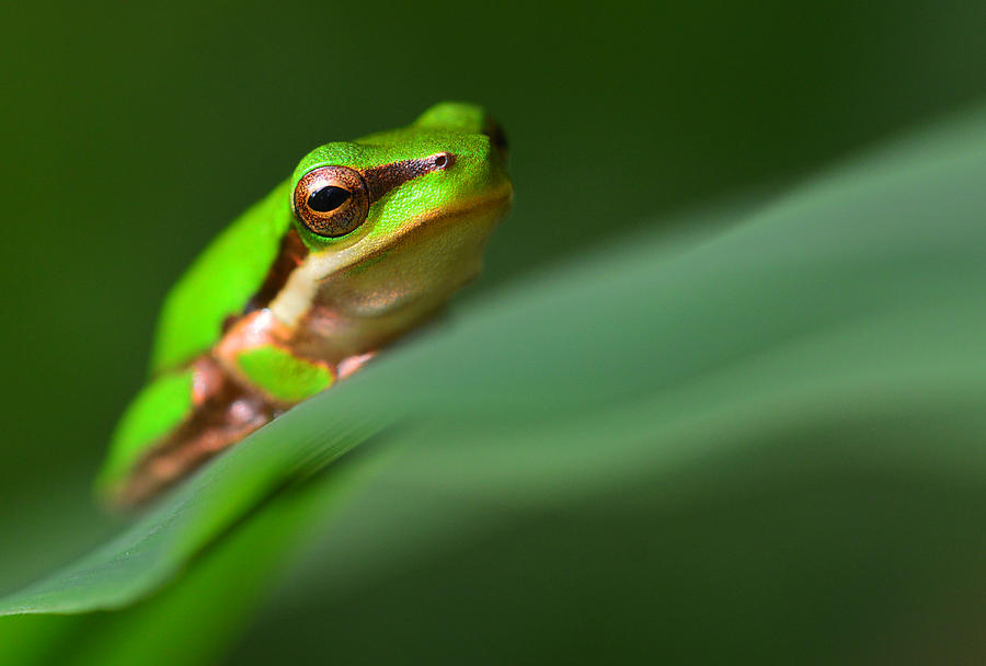 Dwarf Tree Frog Photograph by David Clode