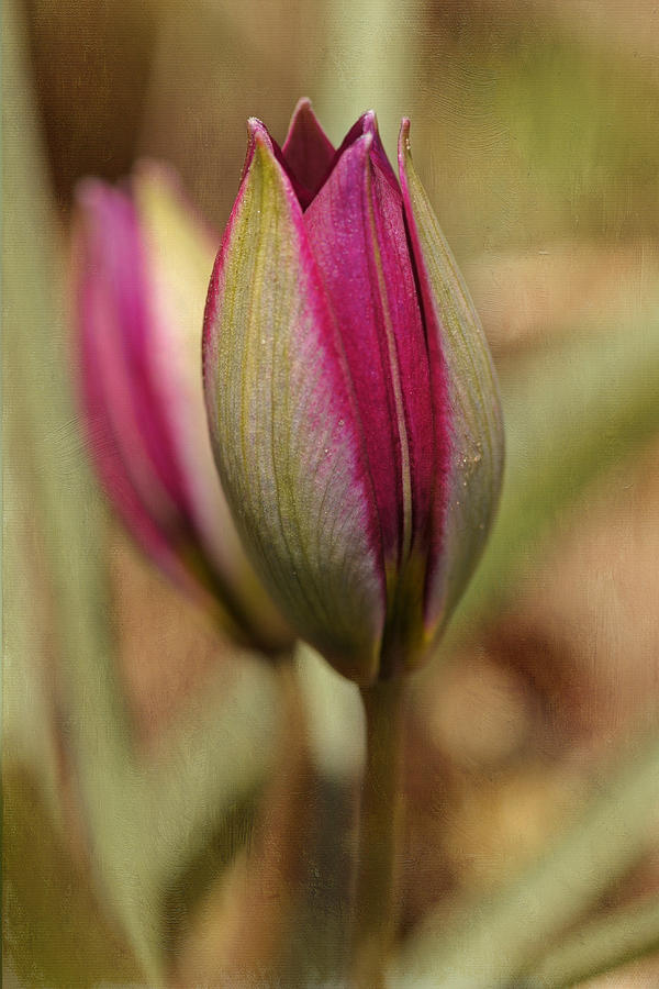 Dwarf Tulip Awakens Photograph by Liz Mackney