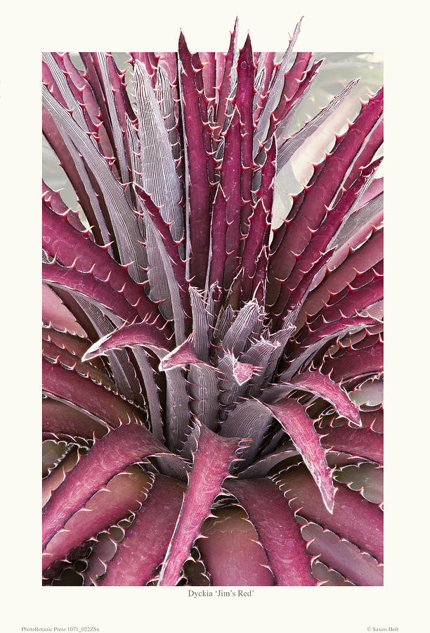 Dyckia Jims Red Photograph by Saxon Holt