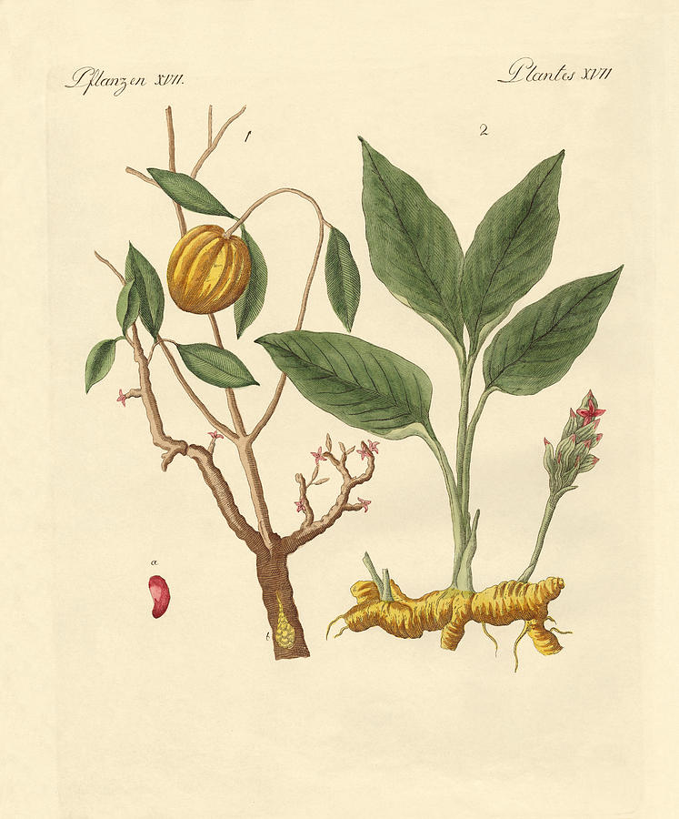 Gum Tree Drawing - Dye plants by Splendid Art Prints