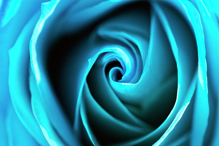 Dyed Blue Rose Photograph by Ian Gowland/science Photo Library