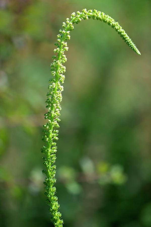 Dyer's Rocket (reseda Luteola) Photograph by Sam K Tran/science Photo ...