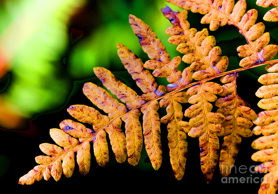 Dying Beauty Forest Fern Photograph