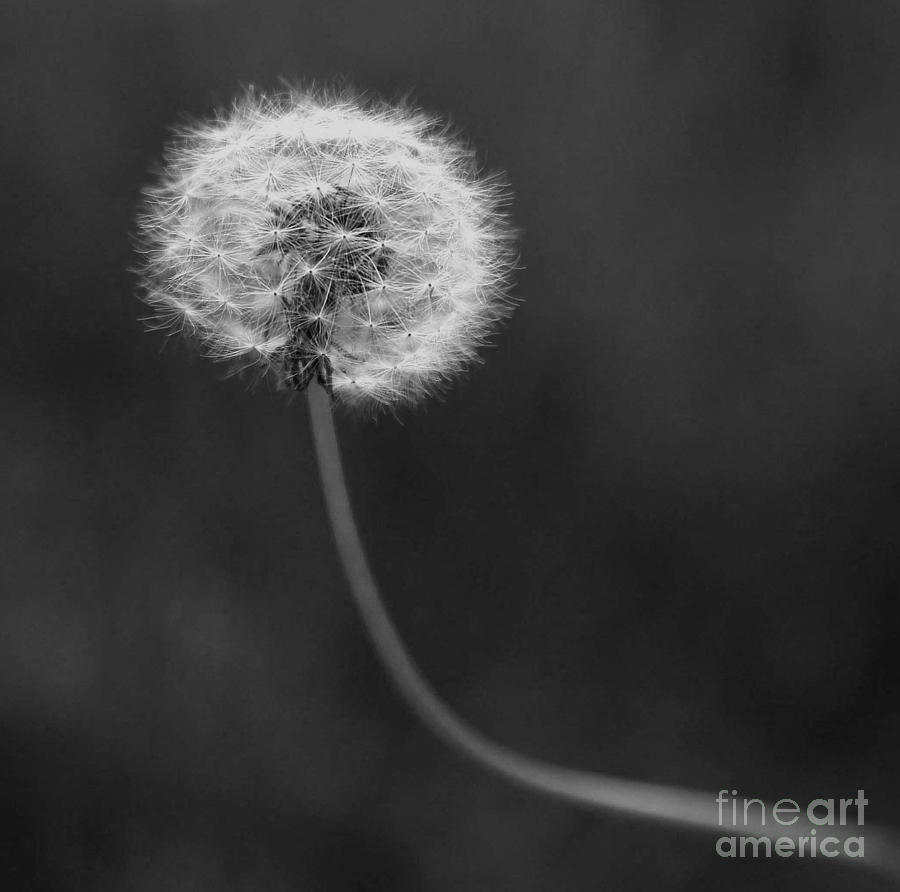 Dying Dandelion Photograph by Betty Morgan