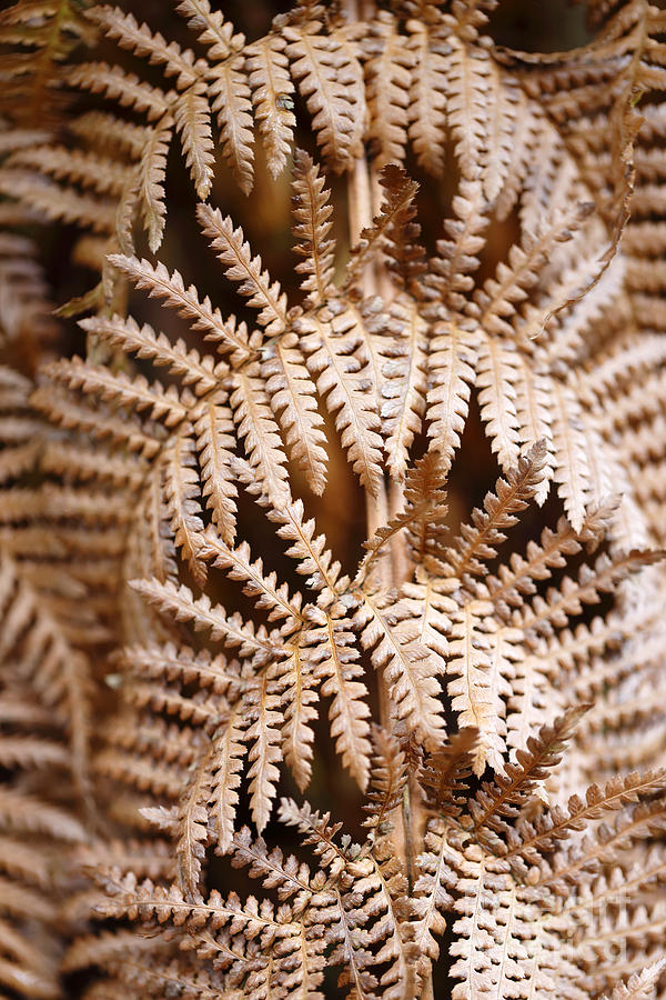 Dying fern background Photograph by Paul Cowan