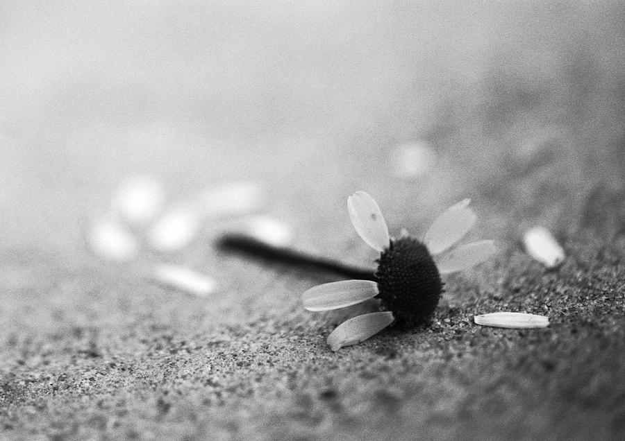 Dying flower, b&w. Photograph by Frederic Cirou