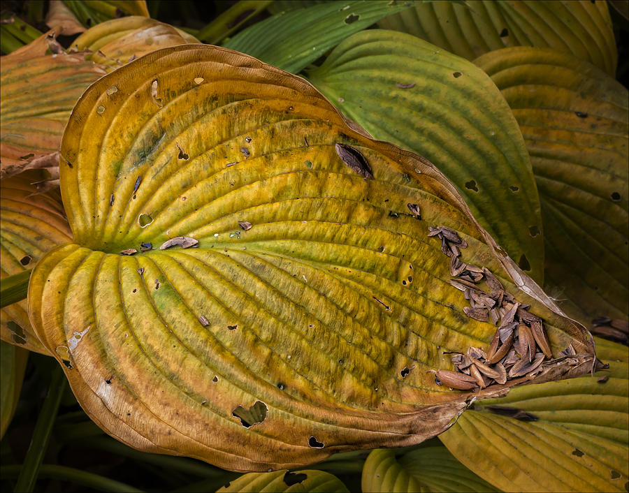Dying Hosta Leaves Photograph by Robert Ullmann Pixels