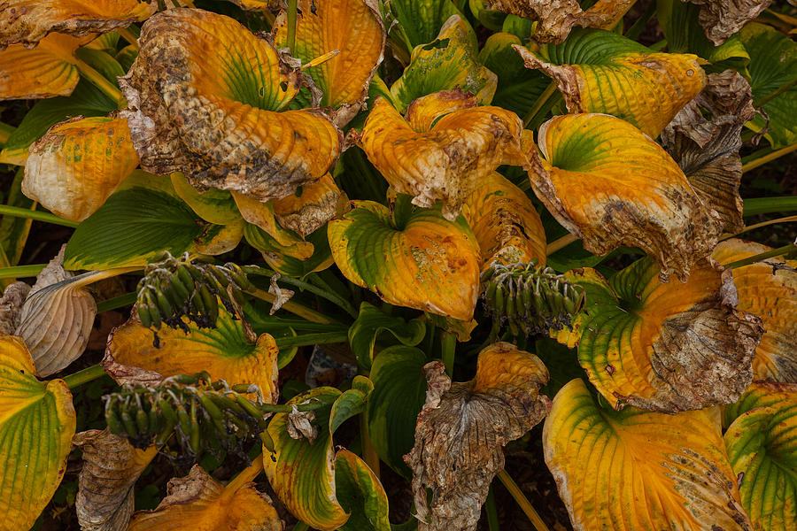 Dying hostas Photograph by Vance Bell