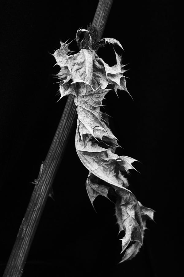 Dying Leaf Photograph by Robert Woodward