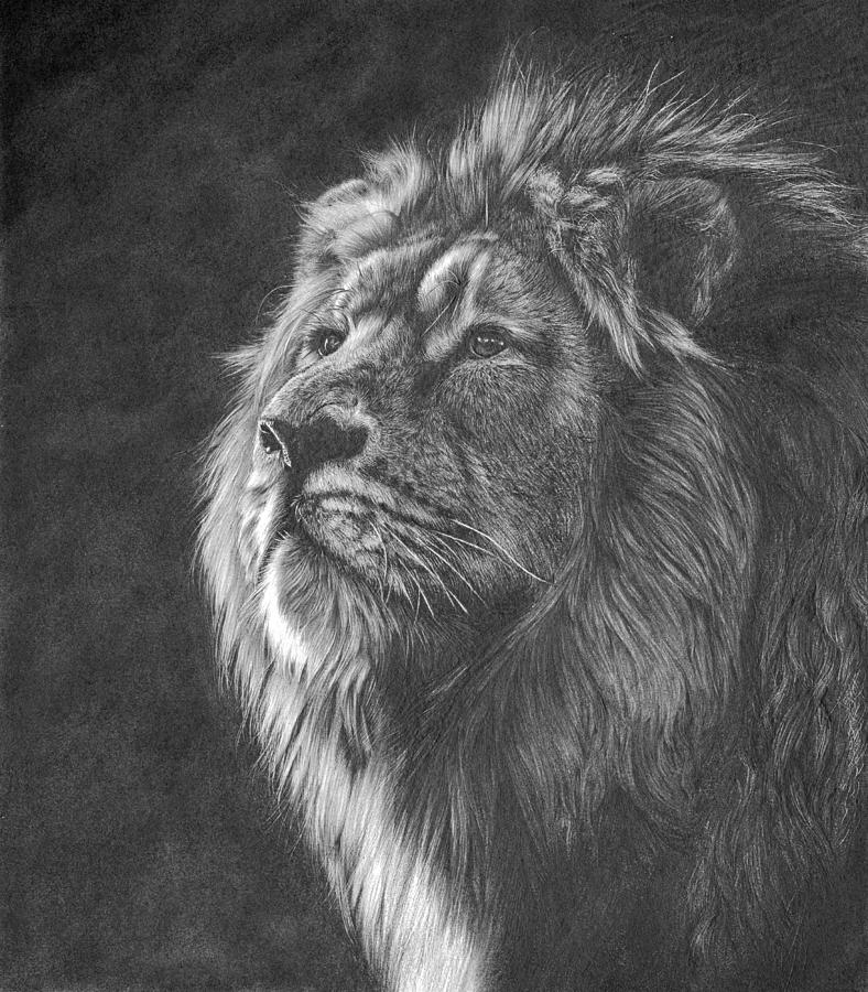 Wildlife Drawing - Dying Light by Peter Williams