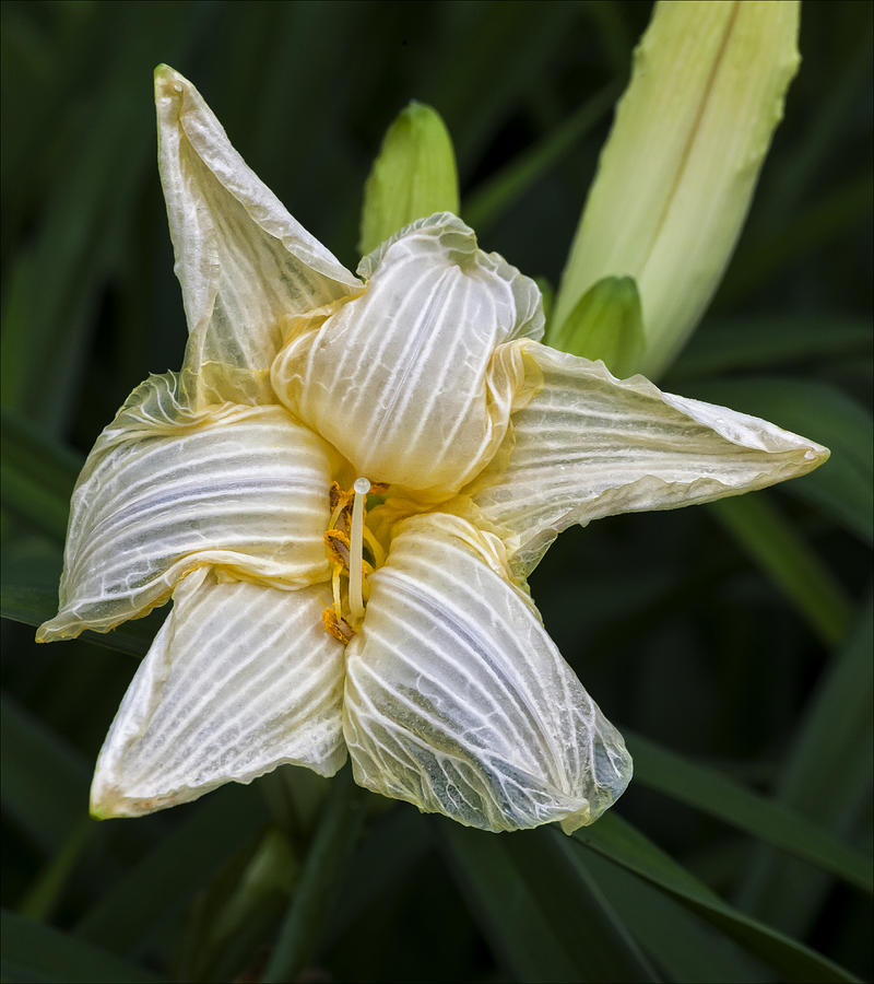 Dying Lily Photograph by Robert Ullmann Fine Art America