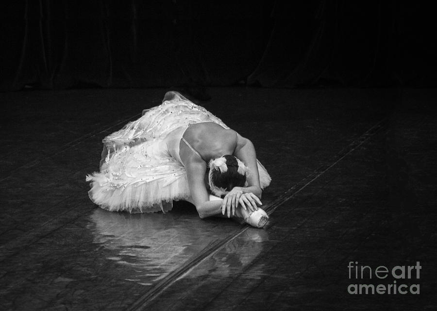 Dying Swan 4. Photograph by Clare Bambers