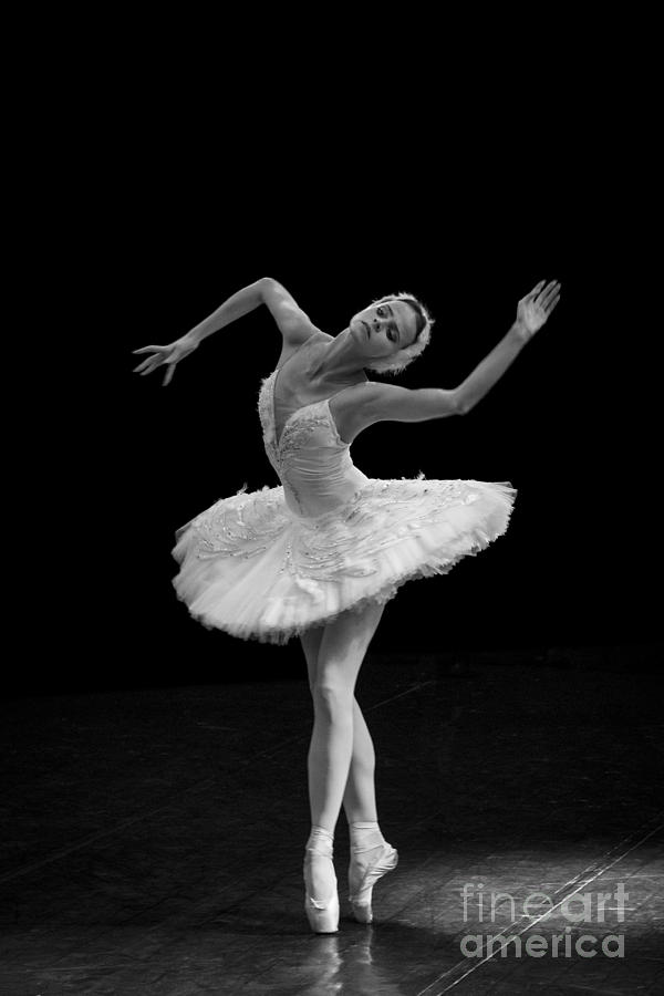 Dying Swan 7. Photograph by Clare Bambers