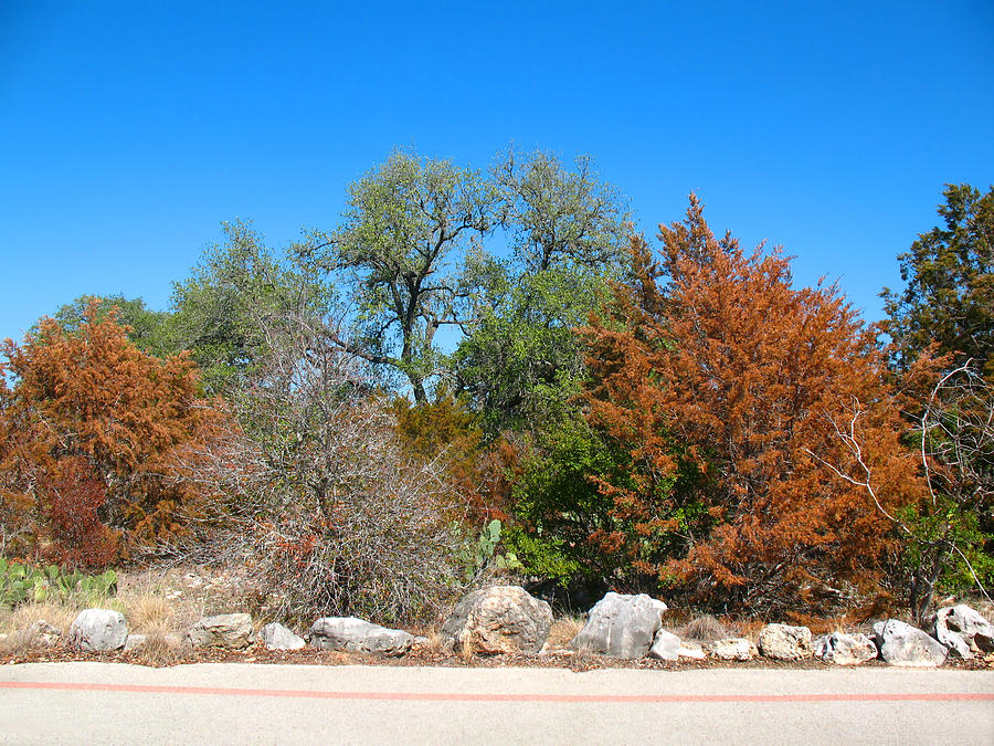 Dying Trees in Texas Drought 2011 Photograph by Connie Fox Fine Art