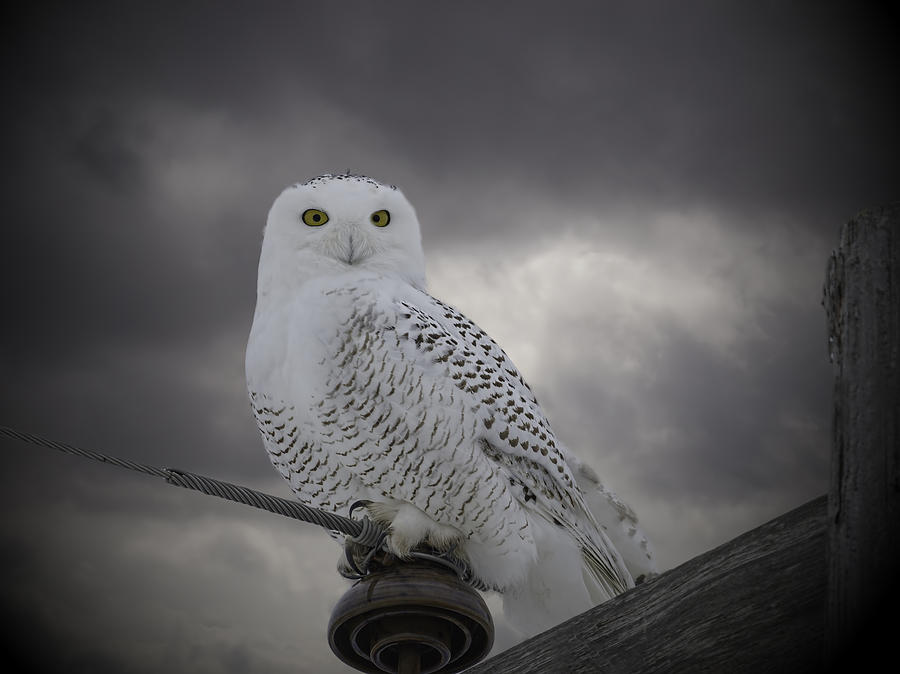 Dynamic Portrait Of A Snowy Owl Photograph by Thomas Young