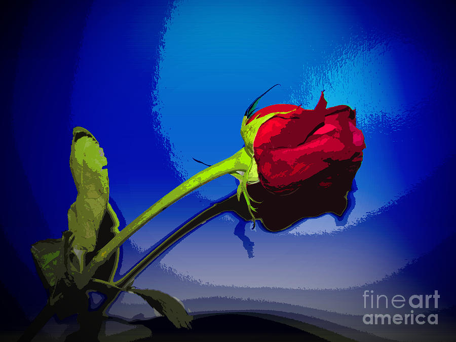 Dynamic Red Rose With Blue Background Photograph