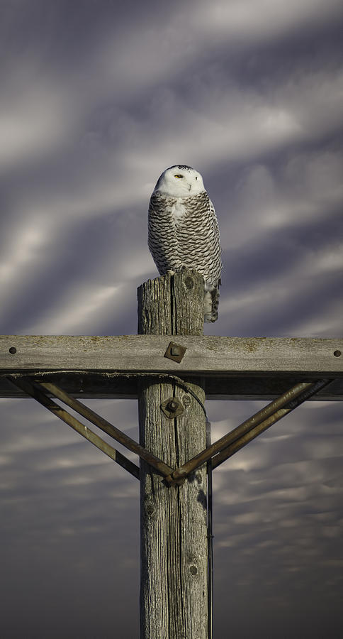 Dynamic Snowy Owl Photograph by Thomas Young